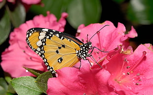 close-up photography of brown and black butterfly on pink petaled flower HD wallpaper
