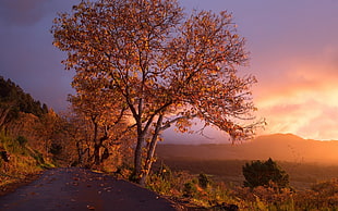 empty road with brown leafed trees during sunset