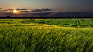 green grass field, field, landscape, sunlight