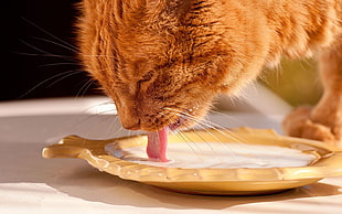 brown tabby cat licking milk HD wallpaper