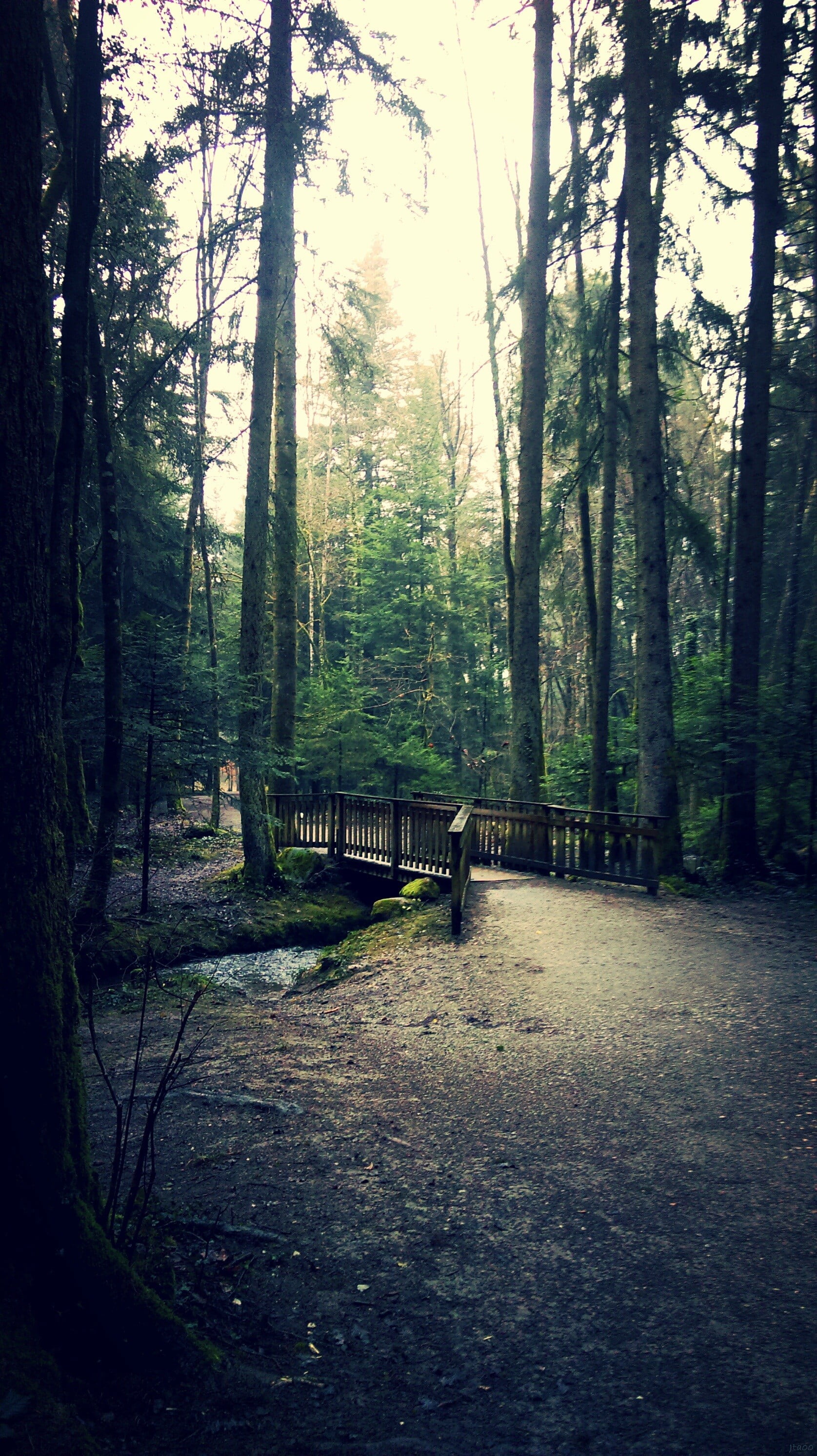 bridge surrounded with trees