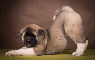 brown and white Akita Inu puppy