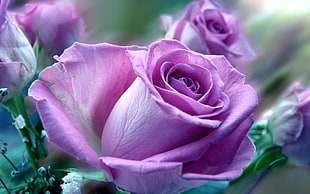 close up photo of a purple rose flowers in bloom HD wallpaper