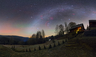 green leafed trees, stars, landscape