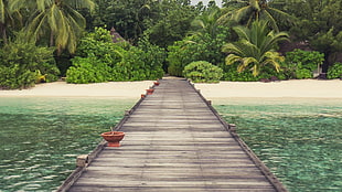 brown dock, palm trees, bridge, nature, beach