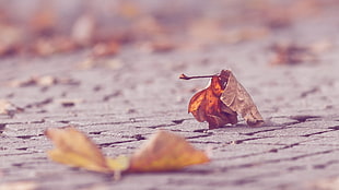 selective focus photograph of withered leaves HD wallpaper