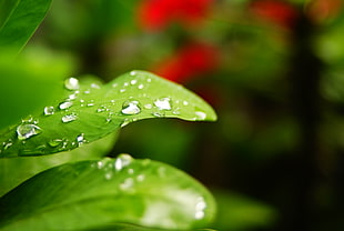 macro photo of due drop on green leaf HD wallpaper