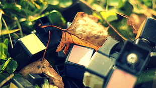 selective photo of brown leaf beside black box