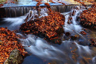 brown leaves on river photography HD wallpaper