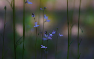 purple flower in shallow focus lens HD wallpaper