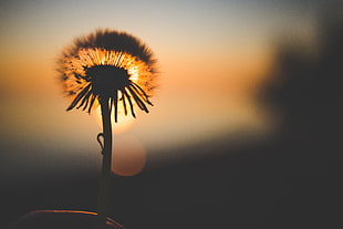 dandelion flower, Dandelion, Sunset, Silhouette HD wallpaper