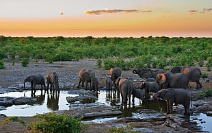 group of elephant in bodies of water HD wallpaper