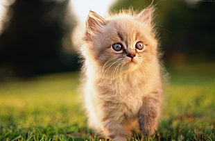 brown Persian kitten on green grass HD wallpaper