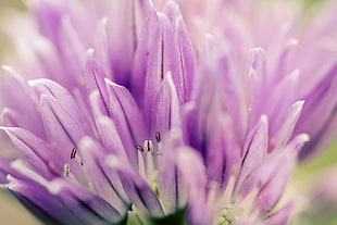 purple petaled flower closeup photography