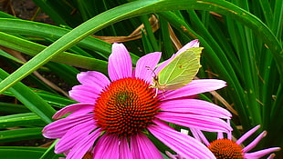green butterfly on purple-petaled flower HD wallpaper