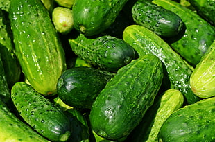 green Cocumbers HD wallpaper