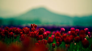 red tulips, flowers HD wallpaper