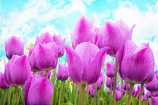 field of pink Tulips flowers blooming during daytime