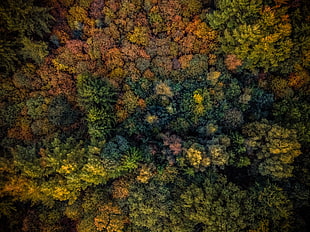 green leaf plant, Trees, View from above, Autumn HD wallpaper