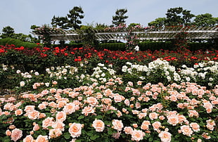 pink and red roses