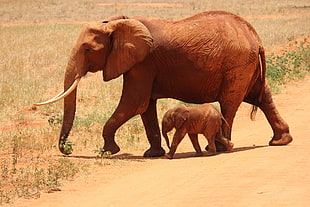 two brown elephants walking on green grass field HD wallpaper