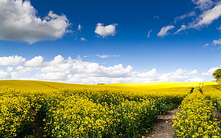 yellow petaled flowers with green leaves field under the blue and white cloudy sky