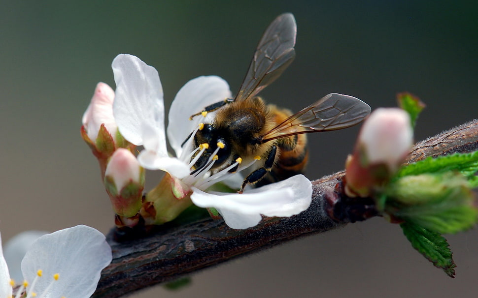 Honeybee perched on white petaled flower in closeup photo HD wallpaper