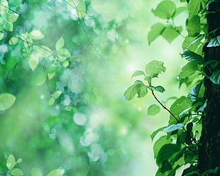 green leafed plant, nature, branch, leaves, trees