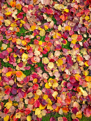 red and yellow leaves, grass