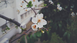 selective focus photography white flower