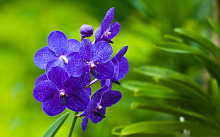 photo of purple moth orchids HD wallpaper