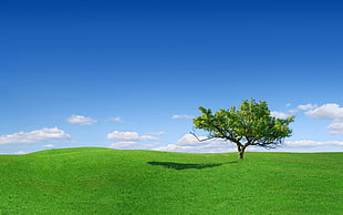 green grass field and green leaf tree under clear blue sky
