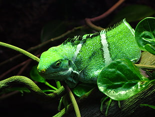 green and white frog photography HD wallpaper