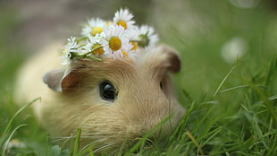 brown guinea pig HD wallpaper