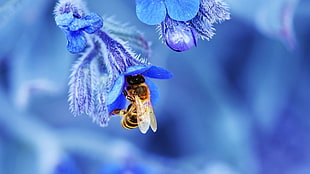 black bee, nature, macro, depth of field, bees HD wallpaper