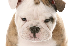 closeup photo of white and fawn English bulldog puppy HD wallpaper