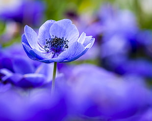 purple petaled flowers