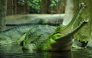 green and brown fish painting, animals, nature, gharial, crocodiles