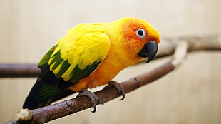 yellow and green bird on trunk HD wallpaper