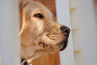 adult yellow Labrador Retriever focus photo HD wallpaper