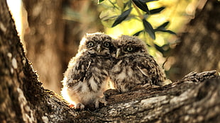 two brown owls, nature, owl HD wallpaper