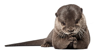 macro shot of gray otter