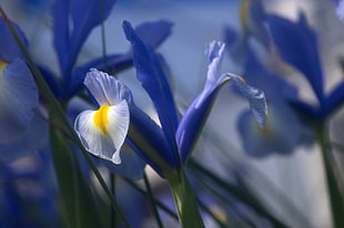 blue and white petal flower macro photography, iris HD wallpaper
