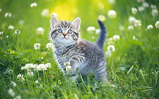 brown tabby kitten standing on green grass looking up during daytime HD wallpaper
