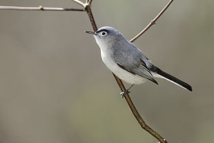 macro shot photo of gray and white bird on brown tree branch HD wallpaper