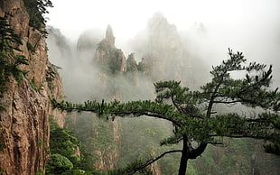 green trees beside brown mountain