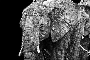 gray elephants HD wallpaper