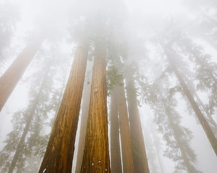 brown tree trunk, trees, mist, forest