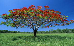 tree with red petaled flowers photo during daytime HD wallpaper