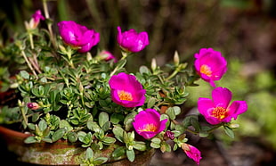 shallow focus photography of pink flowers